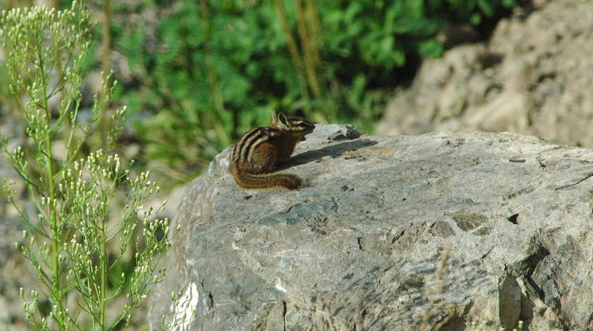 1108_animal1