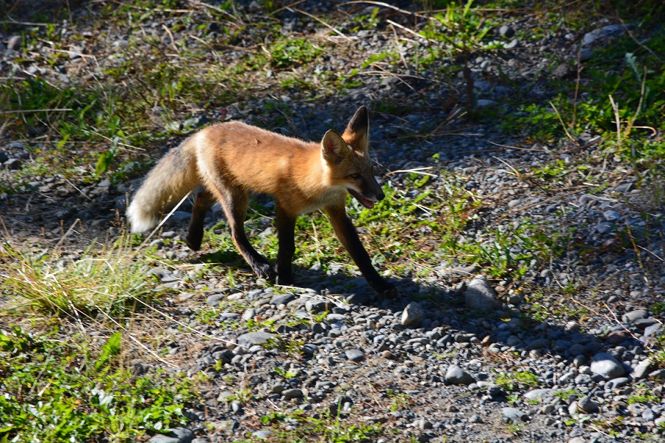 15_fox1